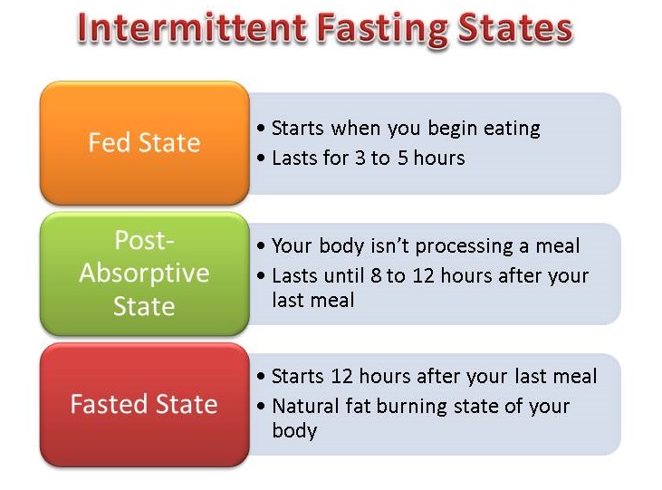 When start ответ. Intermittent уровень. Intermittent Fasting for Beginner. Feed Stage. Well Fed State.